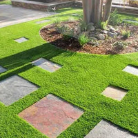 Evergreen Grass Seeds