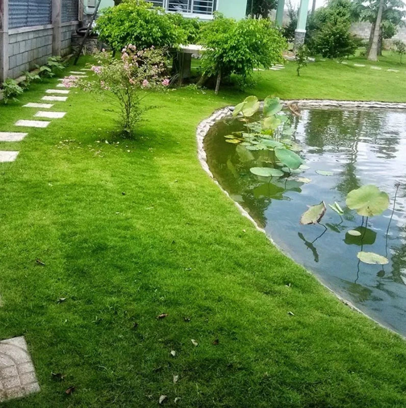 Evergreen Grass Seeds
