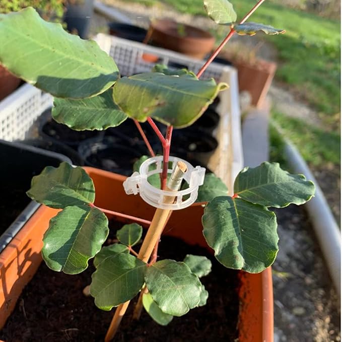 Plant Support Clips