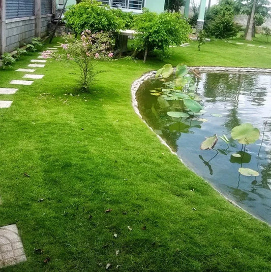 Evergreen Grass Seeds