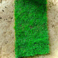 Evergreen Grass Seeds